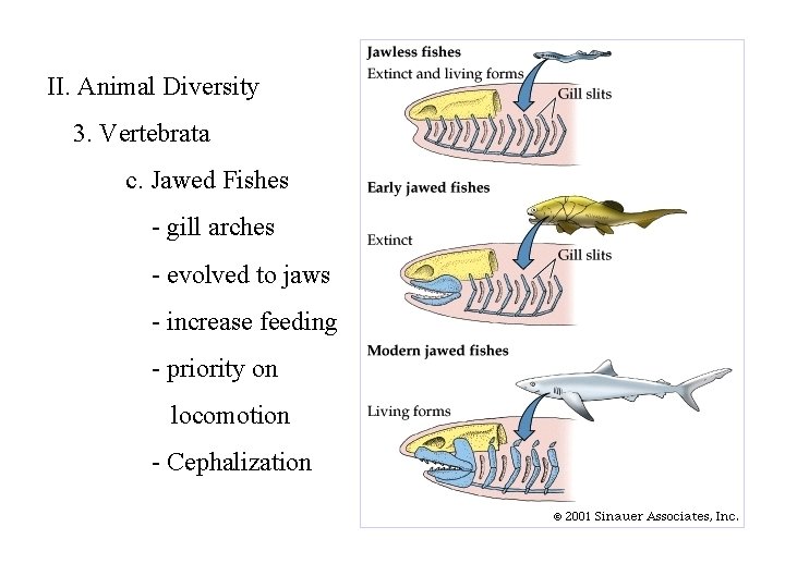 II. Animal Diversity 3. Vertebrata c. Jawed Fishes - gill arches - evolved to