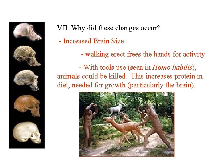 VII. Why did these changes occur? - Increased Brain Size: - walking erect frees