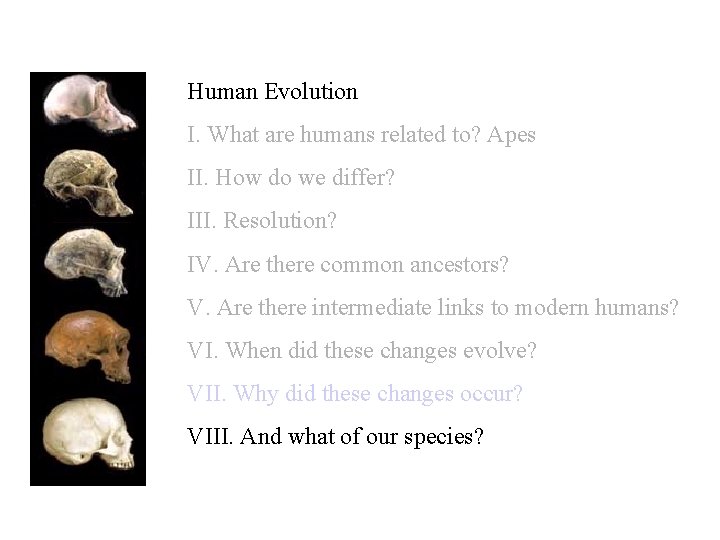 Human Evolution I. What are humans related to? Apes II. How do we differ?