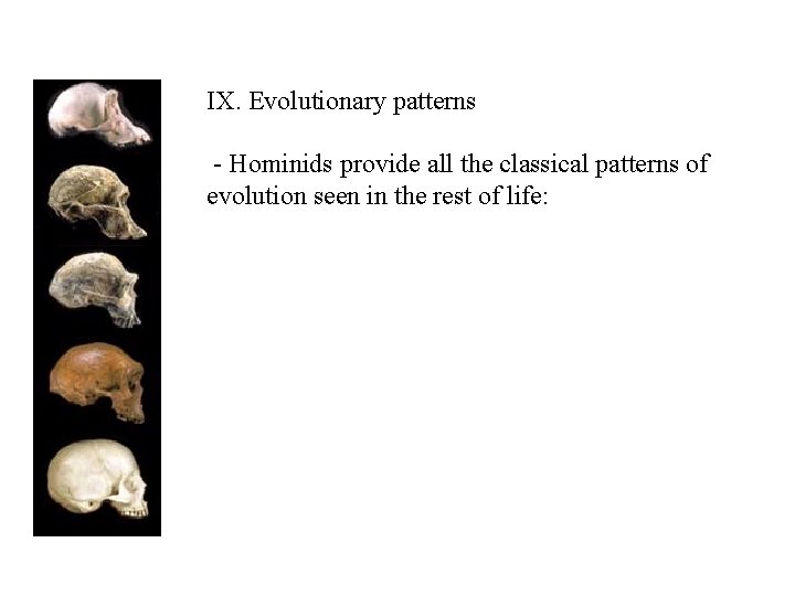 IX. Evolutionary patterns - Hominids provide all the classical patterns of evolution seen in