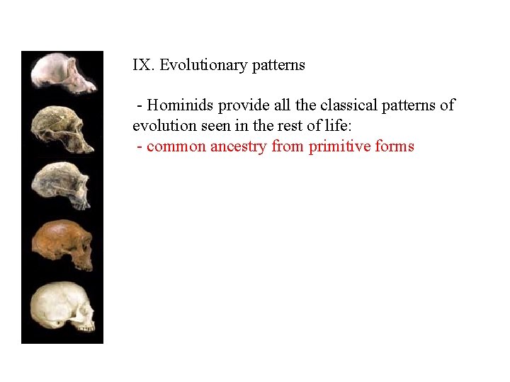 IX. Evolutionary patterns - Hominids provide all the classical patterns of evolution seen in