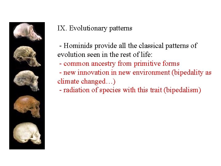 IX. Evolutionary patterns - Hominids provide all the classical patterns of evolution seen in