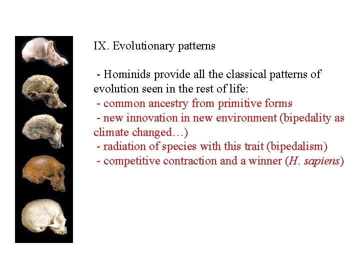 IX. Evolutionary patterns - Hominids provide all the classical patterns of evolution seen in