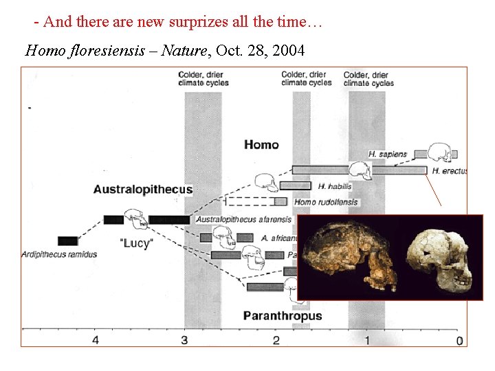 - And there are new surprizes all the time… Homo floresiensis – Nature, Oct.