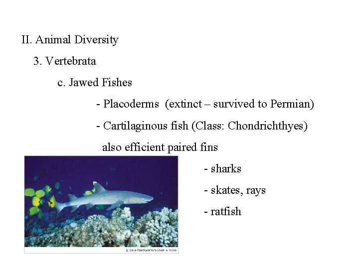 II. Animal Diversity 3. Vertebrata c. Jawed Fishes - Placoderms (extinct – survived to
