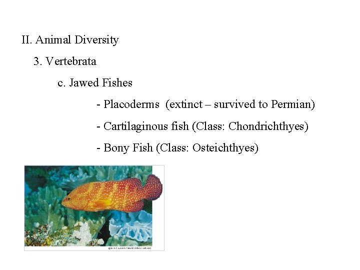 II. Animal Diversity 3. Vertebrata c. Jawed Fishes - Placoderms (extinct – survived to