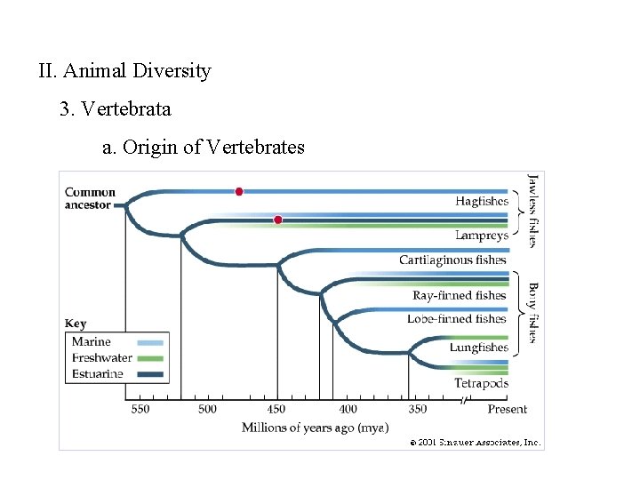 II. Animal Diversity 3. Vertebrata a. Origin of Vertebrates 