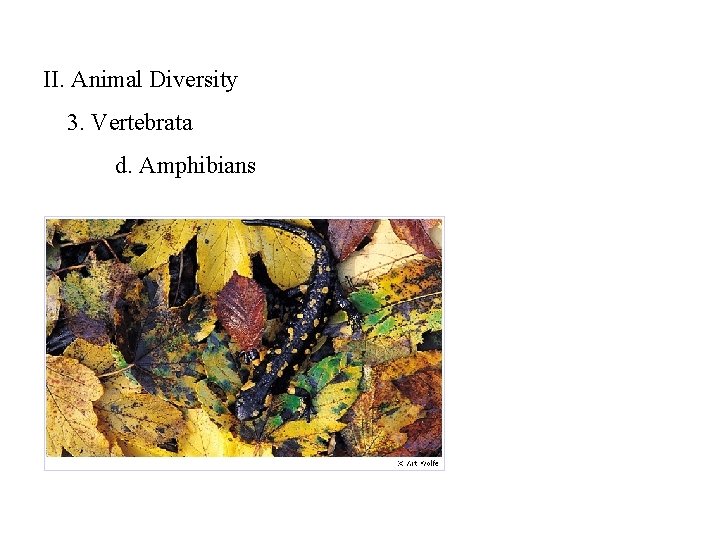 II. Animal Diversity 3. Vertebrata d. Amphibians 