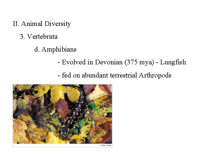 II. Animal Diversity 3. Vertebrata d. Amphibians - Evolved in Devonian (375 mya) -