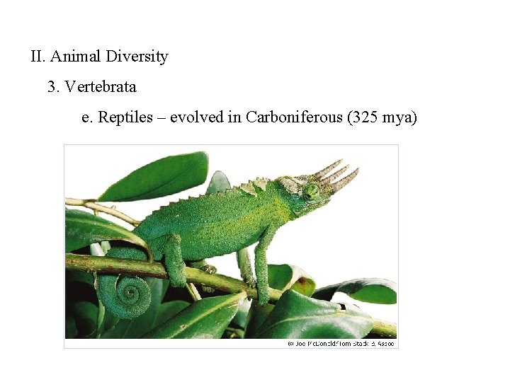 II. Animal Diversity 3. Vertebrata e. Reptiles – evolved in Carboniferous (325 mya) 