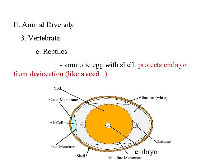 II. Animal Diversity 3. Vertebrata e. Reptiles - amniotic egg with shell; protects embryo