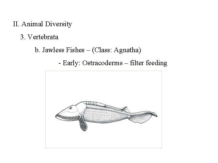 II. Animal Diversity 3. Vertebrata b. Jawless Fishes – (Class: Agnatha) - Early: Ostracoderms