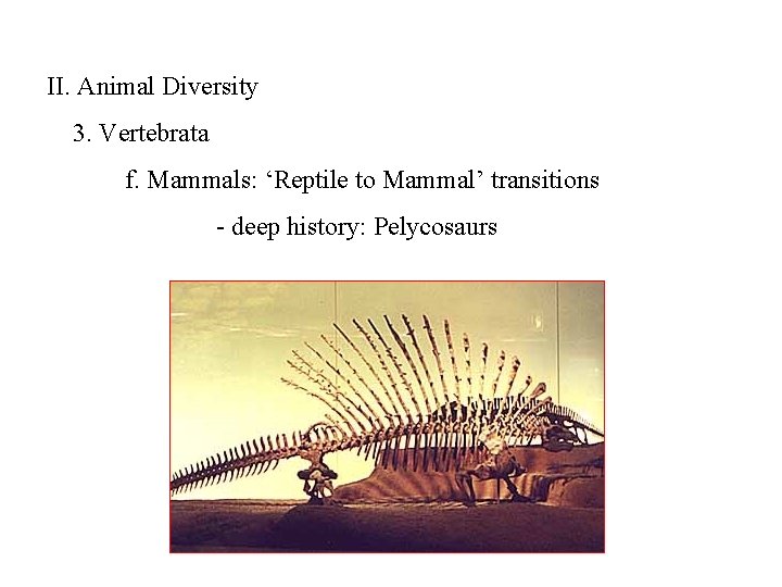 II. Animal Diversity 3. Vertebrata f. Mammals: ‘Reptile to Mammal’ transitions - deep history: