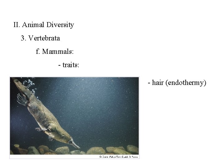 II. Animal Diversity 3. Vertebrata f. Mammals: - traits: - hair (endothermy) 