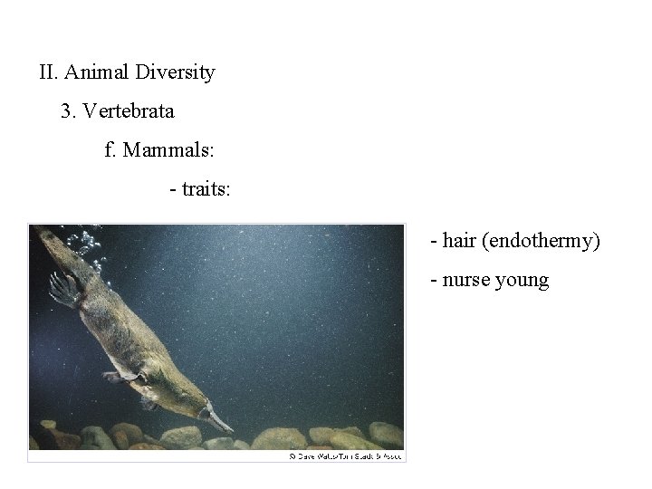 II. Animal Diversity 3. Vertebrata f. Mammals: - traits: - hair (endothermy) - nurse