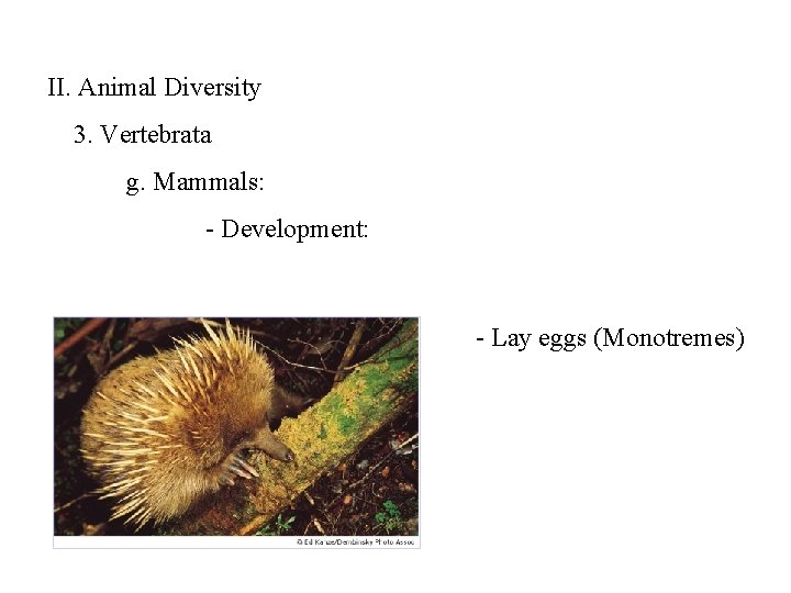 II. Animal Diversity 3. Vertebrata g. Mammals: - Development: - Lay eggs (Monotremes) 