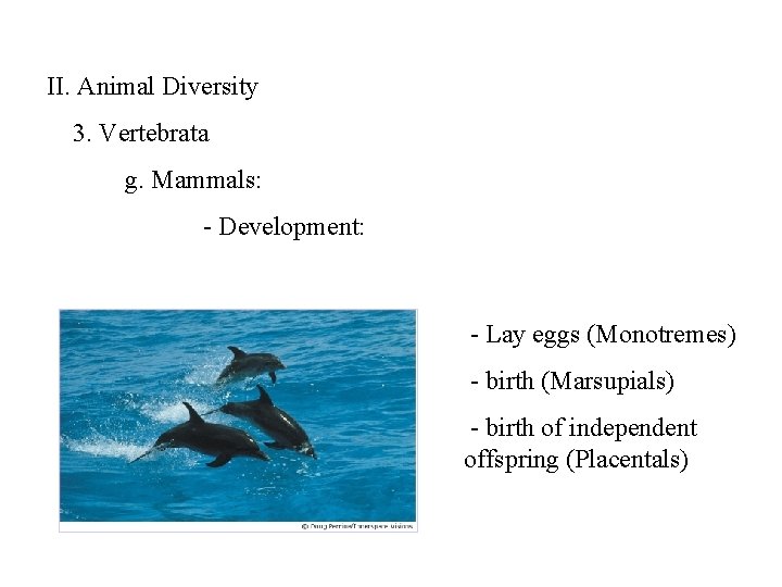II. Animal Diversity 3. Vertebrata g. Mammals: - Development: - Lay eggs (Monotremes) -