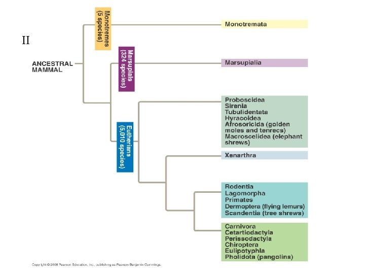 II. Animal Diversity 3. Vertebrata g. Mammals: - Radiation: 