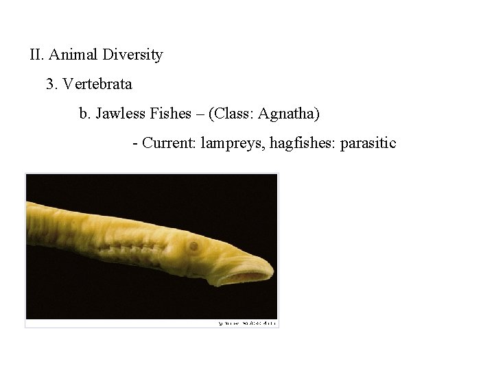 II. Animal Diversity 3. Vertebrata b. Jawless Fishes – (Class: Agnatha) - Current: lampreys,