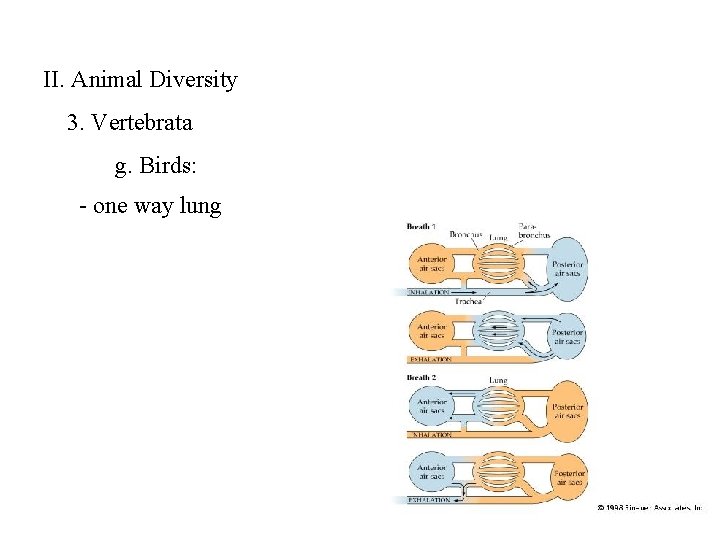 II. Animal Diversity 3. Vertebrata g. Birds: - one way lung 