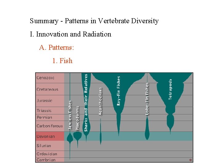 Summary - Patterns in Vertebrate Diversity I. Innovation and Radiation A. Patterns: 1. Fish