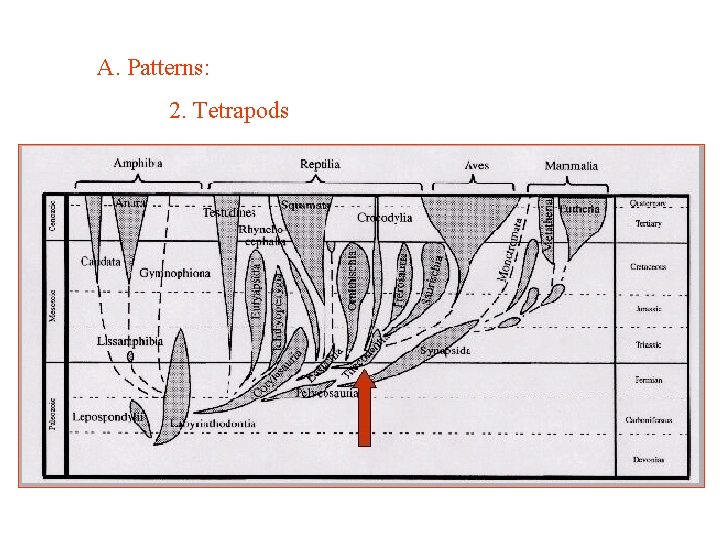 A. Patterns: 2. Tetrapods 