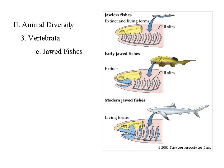 II. Animal Diversity 3. Vertebrata c. Jawed Fishes 