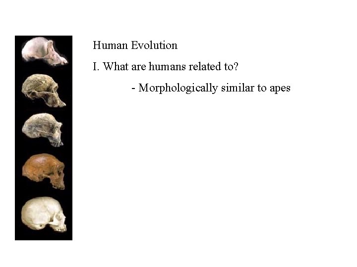 Human Evolution I. What are humans related to? - Morphologically similar to apes 