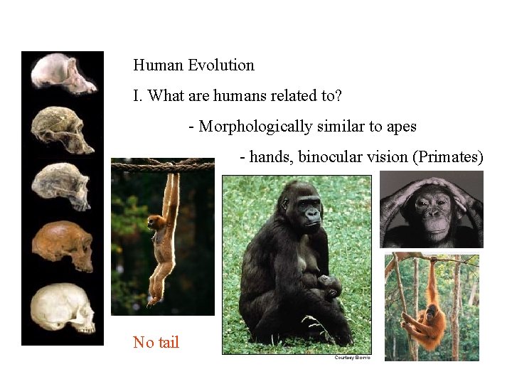 Human Evolution I. What are humans related to? - Morphologically similar to apes -