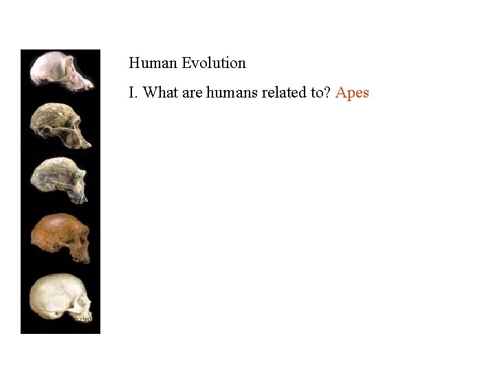 Human Evolution I. What are humans related to? Apes 