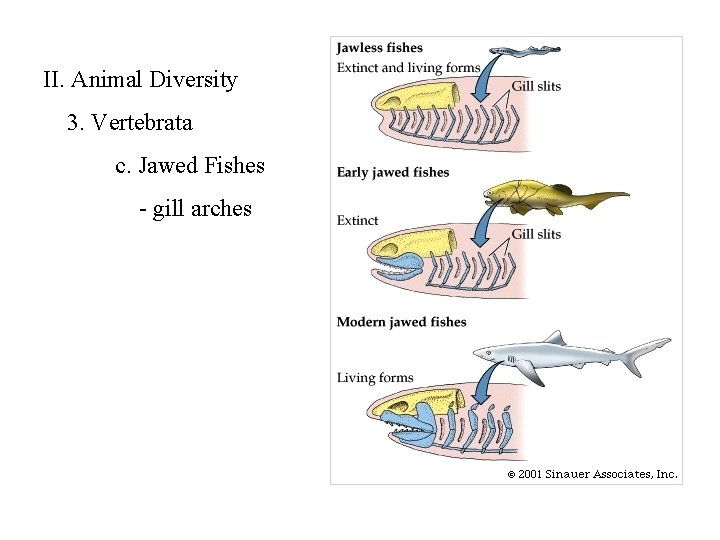 II. Animal Diversity 3. Vertebrata c. Jawed Fishes - gill arches 