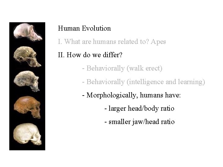 Human Evolution I. What are humans related to? Apes II. How do we differ?
