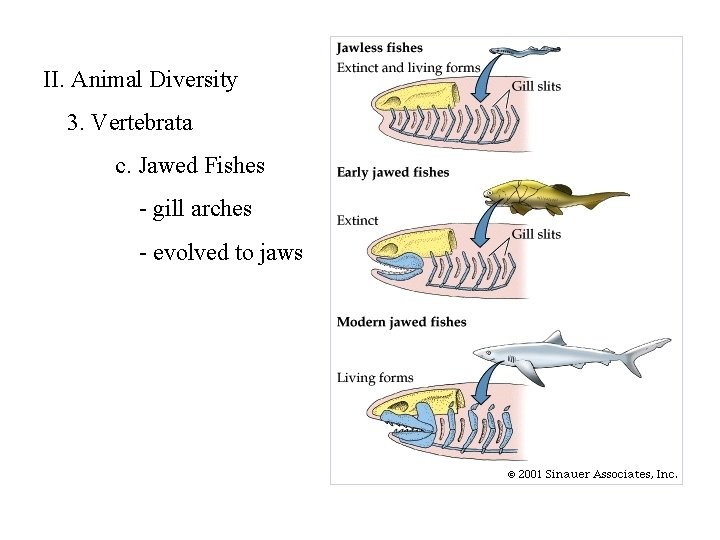 II. Animal Diversity 3. Vertebrata c. Jawed Fishes - gill arches - evolved to