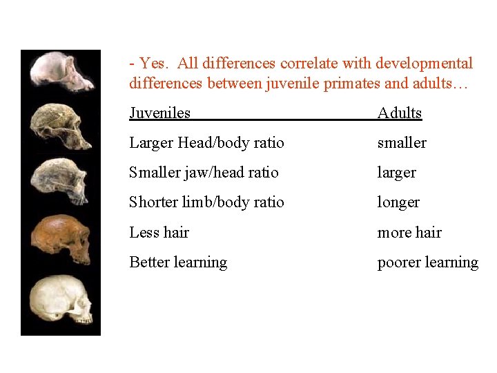 - Yes. All differences correlate with developmental differences between juvenile primates and adults… Juveniles