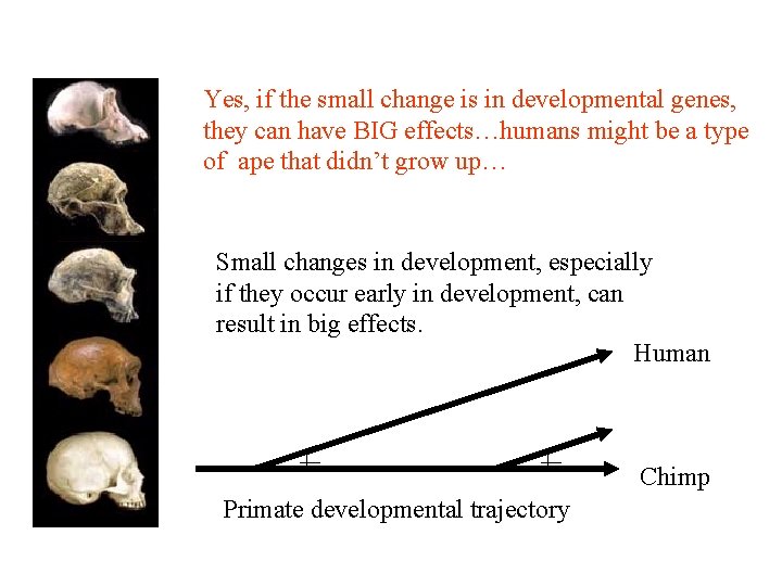 Yes, if the small change is in developmental genes, they can have BIG effects…humans