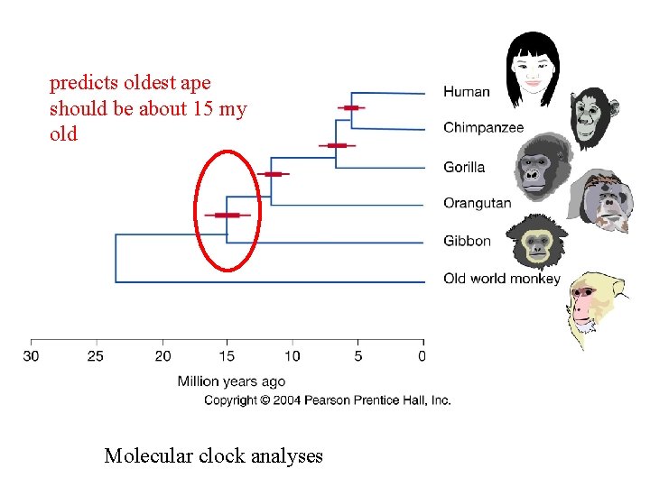 predicts oldest ape should be about 15 my old Molecular clock analyses 