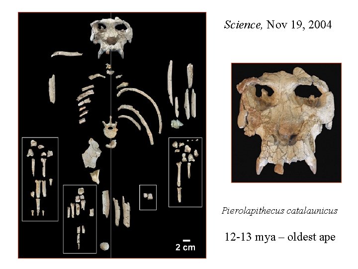 Science, Nov 19, 2004 Pierolapithecus catalaunicus 12 -13 mya – oldest ape 