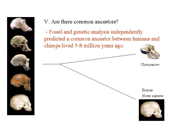 V. Are there common ancestors? - Fossil and genetic analysis independently predicted a common