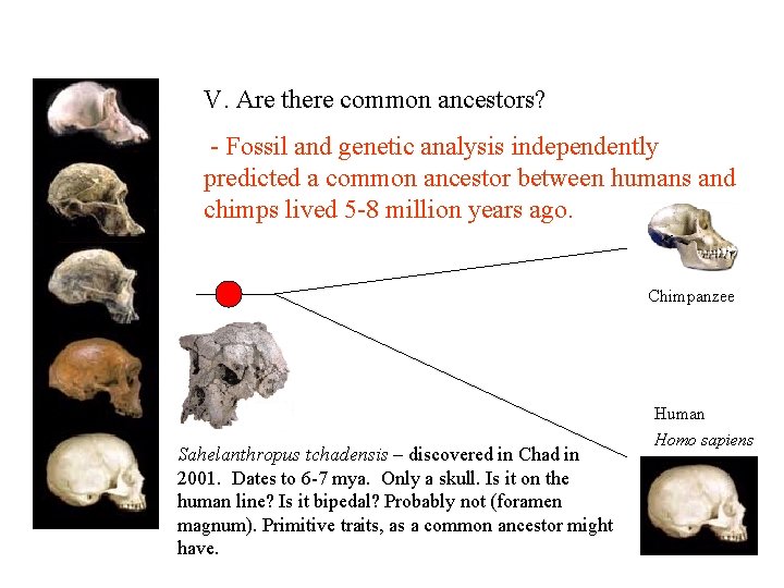 V. Are there common ancestors? - Fossil and genetic analysis independently predicted a common