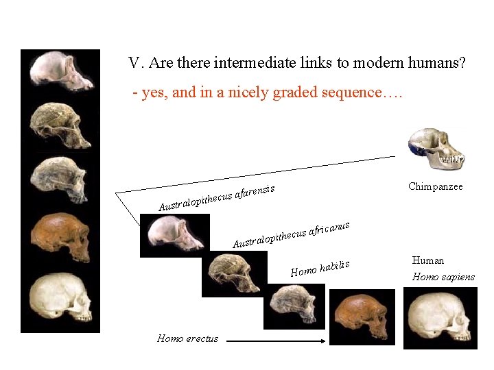 V. Are there intermediate links to modern humans? - yes, and in a nicely