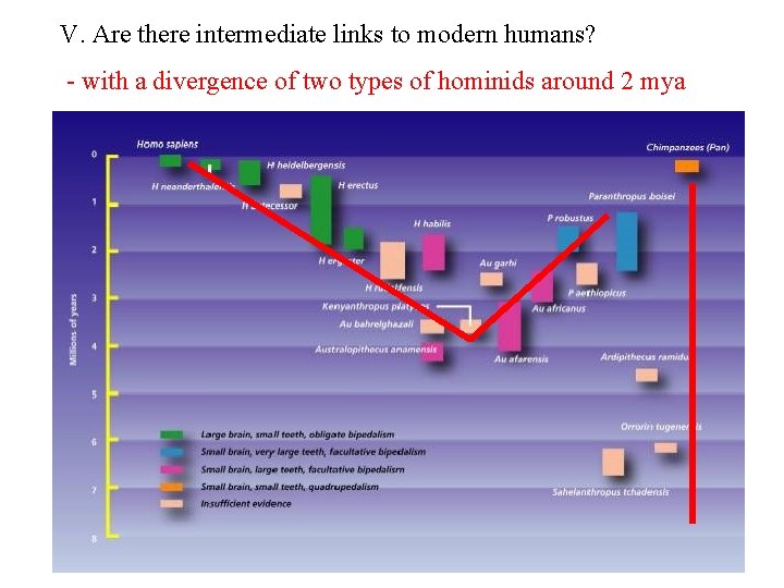V. Are there intermediate links to modern humans? - with a divergence of two
