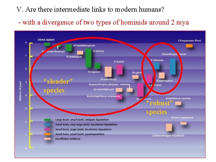 V. Are there intermediate links to modern humans? - with a divergence of two