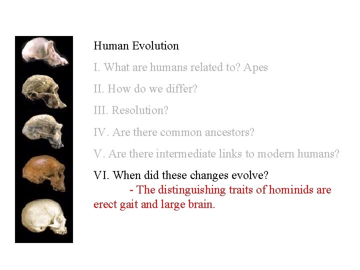 Human Evolution I. What are humans related to? Apes II. How do we differ?