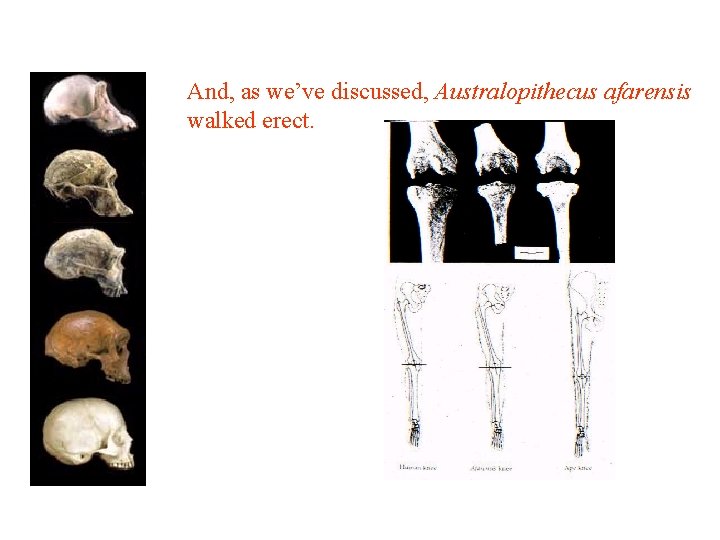 And, as we’ve discussed, Australopithecus afarensis walked erect. 