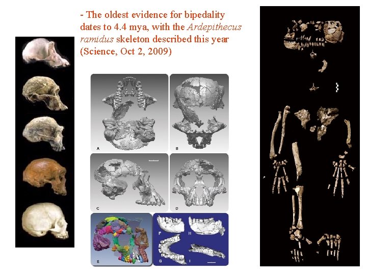- The oldest evidence for bipedality dates to 4. 4 mya, with the Ardepithecus