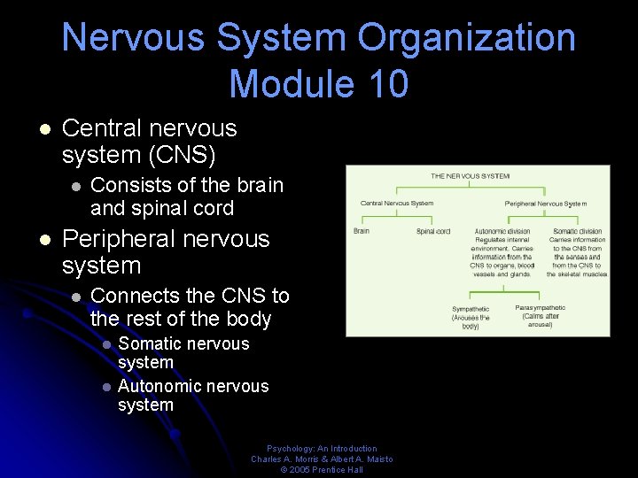 Nervous System Organization Module 10 l Central nervous system (CNS) l l Consists of