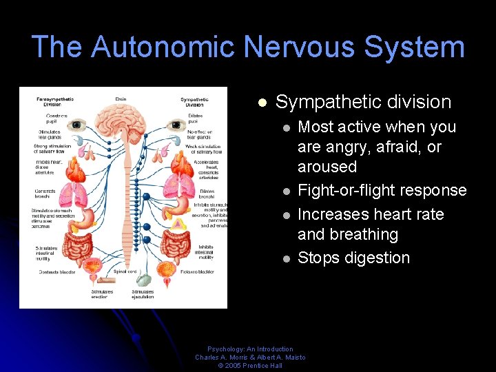 The Autonomic Nervous System l Sympathetic division l l Most active when you are