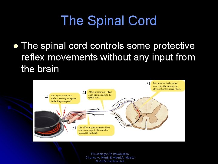 The Spinal Cord l The spinal cord controls some protective reflex movements without any