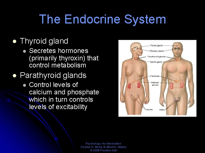 The Endocrine System l Thyroid gland l l Secretes hormones (primarily thyroxin) that control