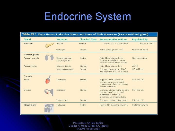 Endocrine System Psychology: An Introduction Charles A. Morris & Albert A. Maisto © 2005